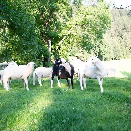 Pensjonat Turisticna Kmetija Zgornji Zavratnik 3*